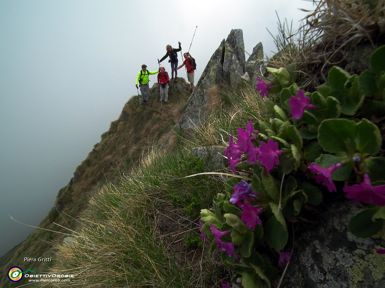 57 Primula di Lombardia (Primula glaucescens).JPG